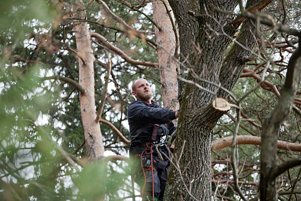 Trusted Cresson, PA Tree Care Experts