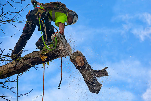 Leaf Removal in Cresson, PA